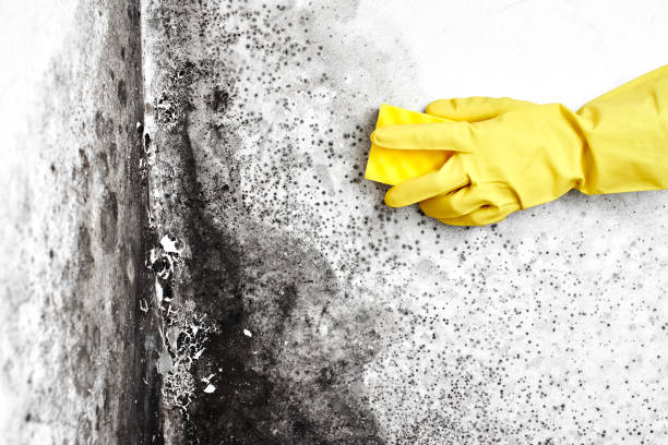 Best Commercial Mold Inspection  in Bourbonnais, IL