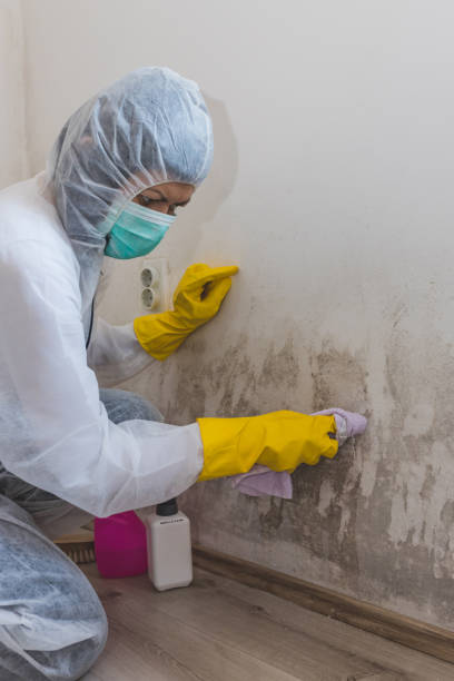 Biohazard Mold Removal in Bourbonnais, IL