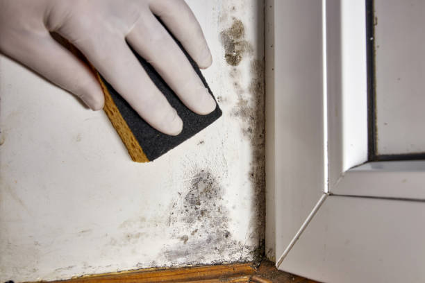 Best Post-Construction Mold Inspection  in Bourbonnais, IL