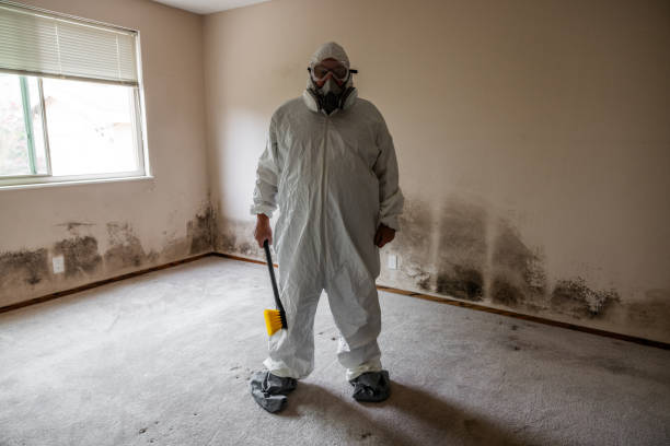 Trusted Bourbonnais, IL Mold Removal Experts